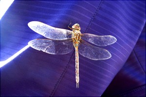 Dragonfly, Lake Titikaka